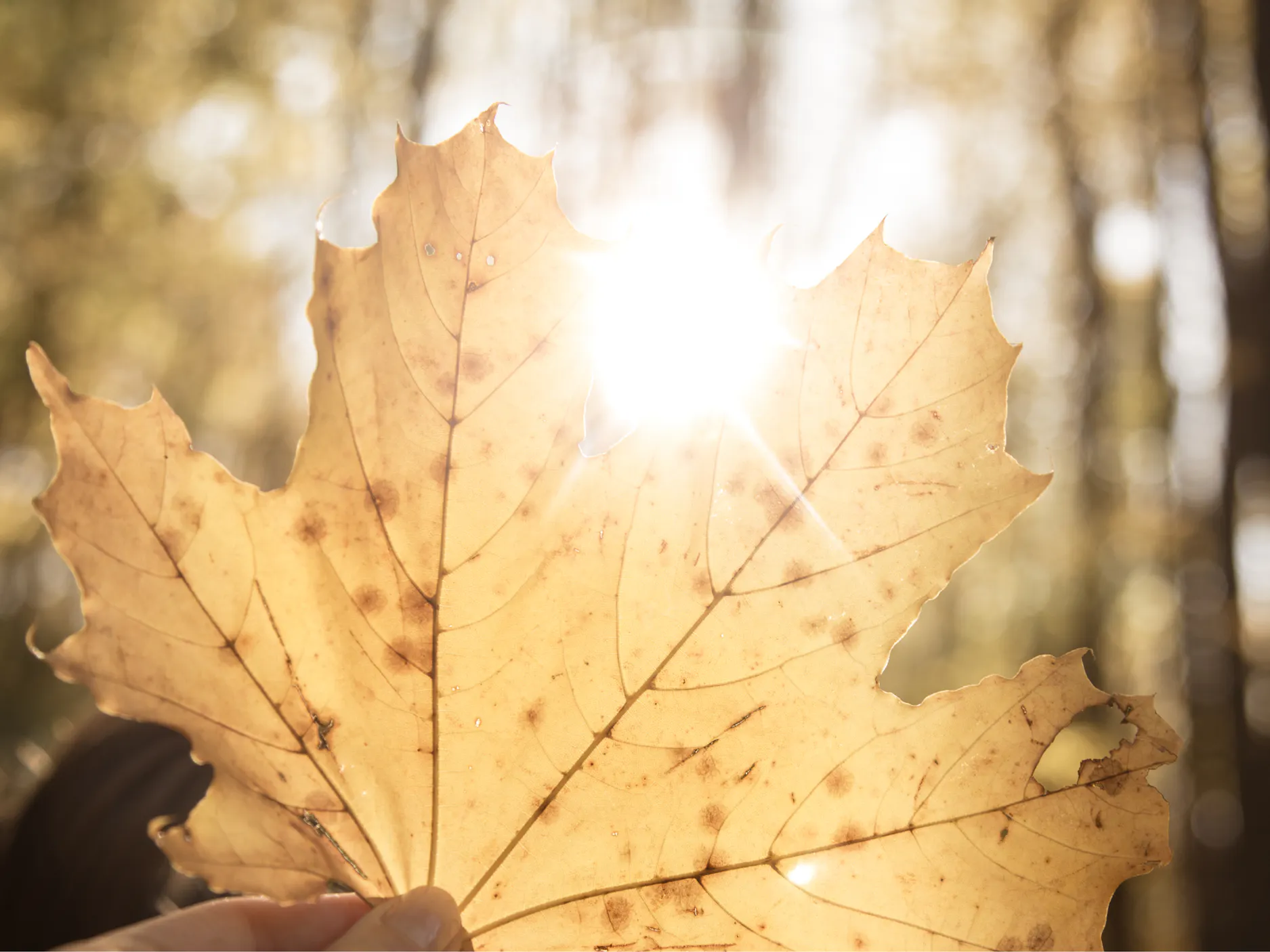 Jesenski drevesni list, skozi katerega sije sonce